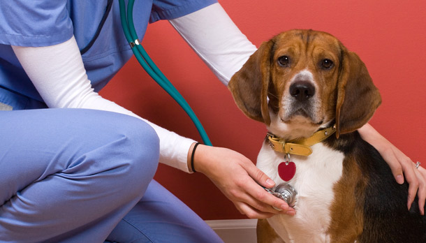 Is Your Pet Ready for Heartworm Season?