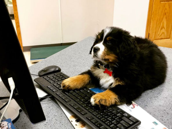 puppy at desk