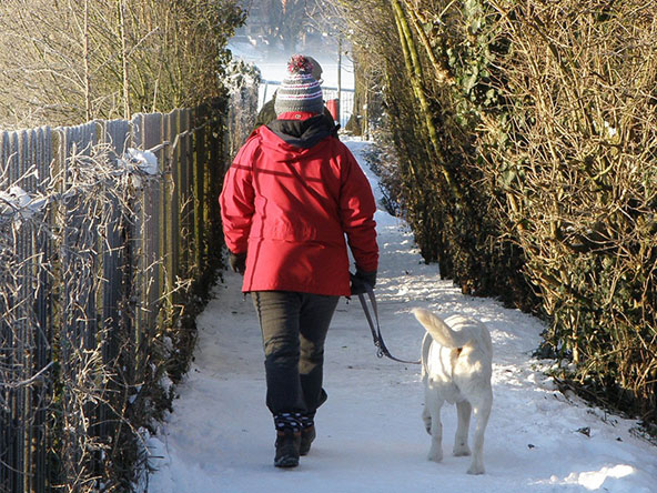 walking a dog in snow