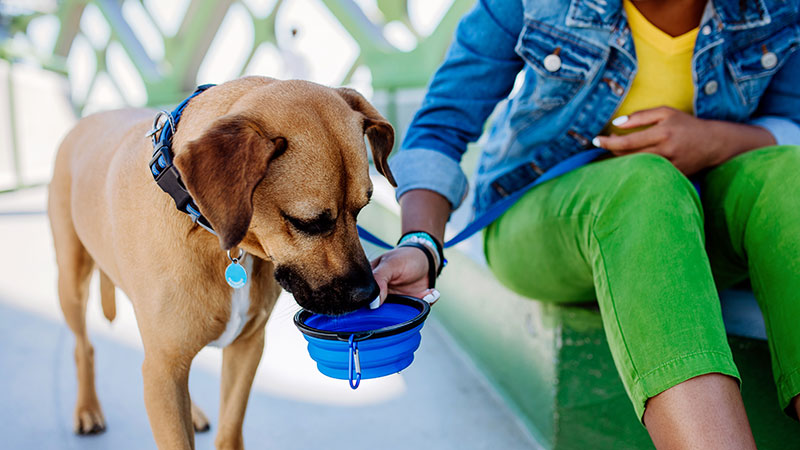 dog drinking water from portable dish for heat relief