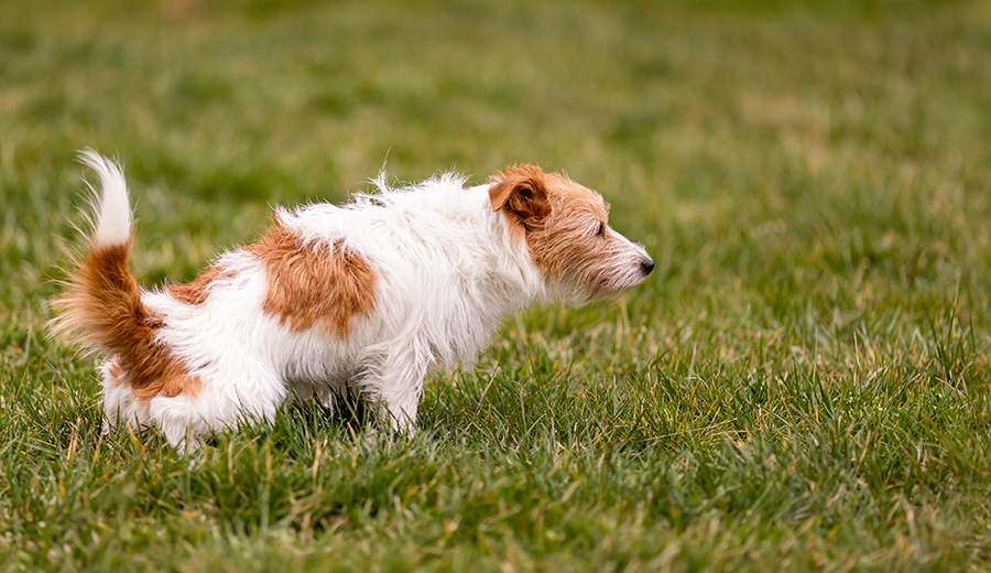 dog squatting in grass