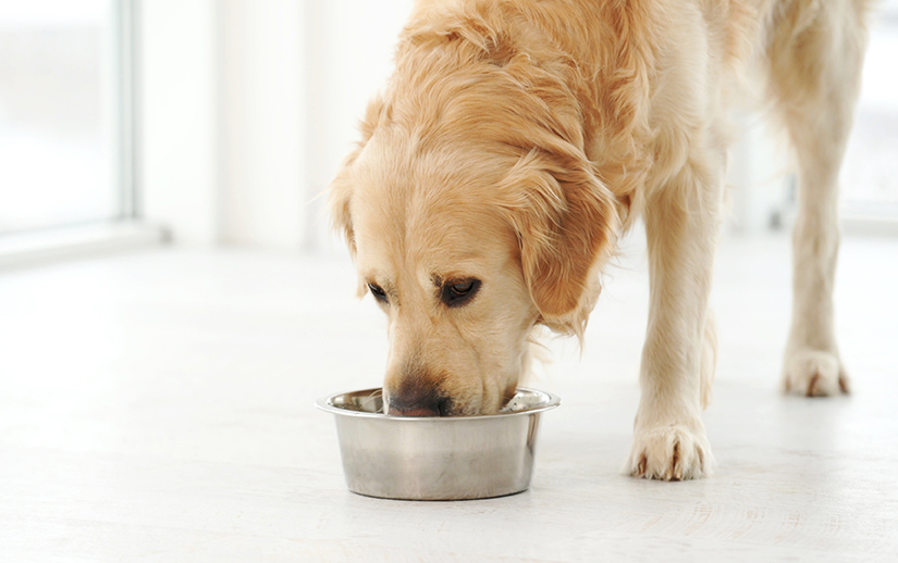 golden retriever dog drinks from a water bowl