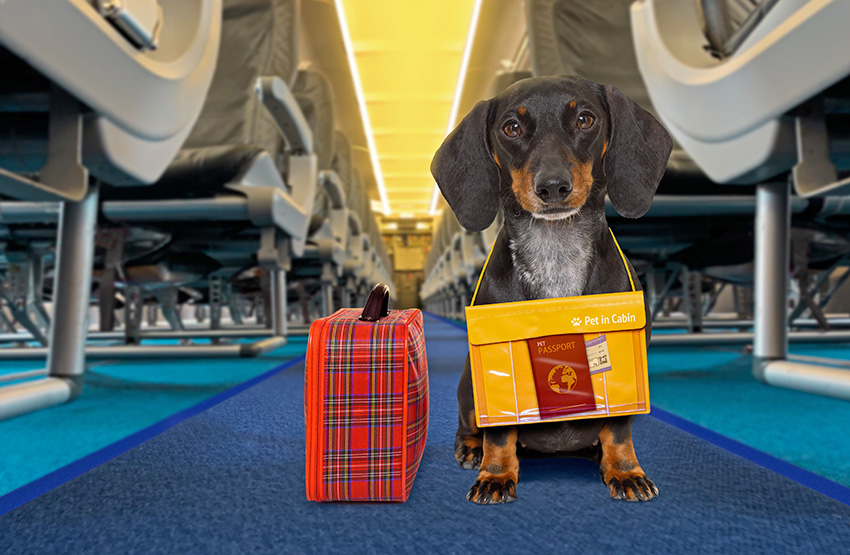 Dog on airplane ready for international travel