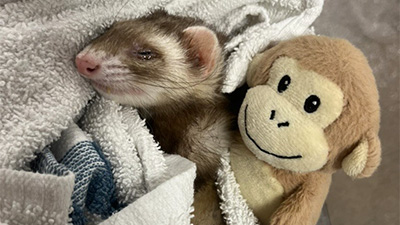 Ferret patient after MRI