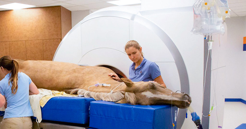 horse getting MRI of one of its legs