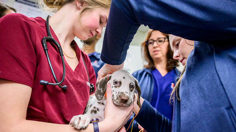 Dalmatian puppy gets hearing test