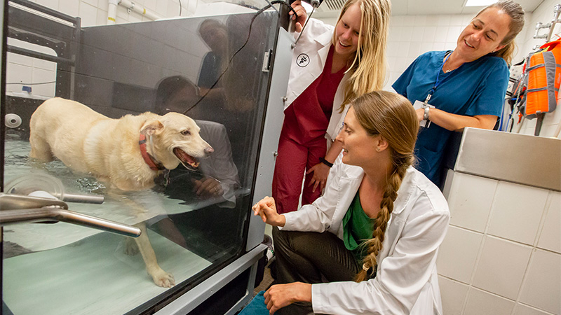 dog in underwater treadmill