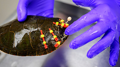 turtle with shell fracture that has been repaired