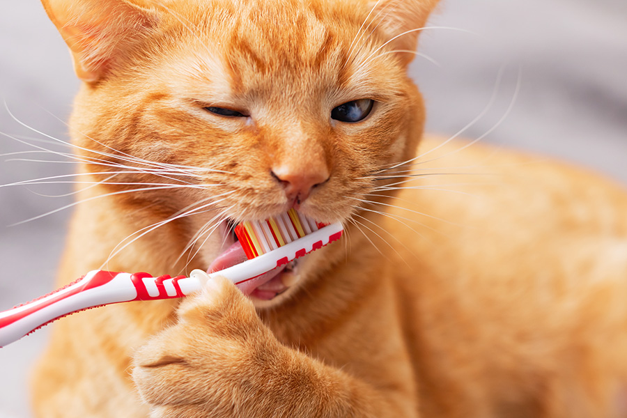 A tabby cat paws at the toothbrush in its mouth